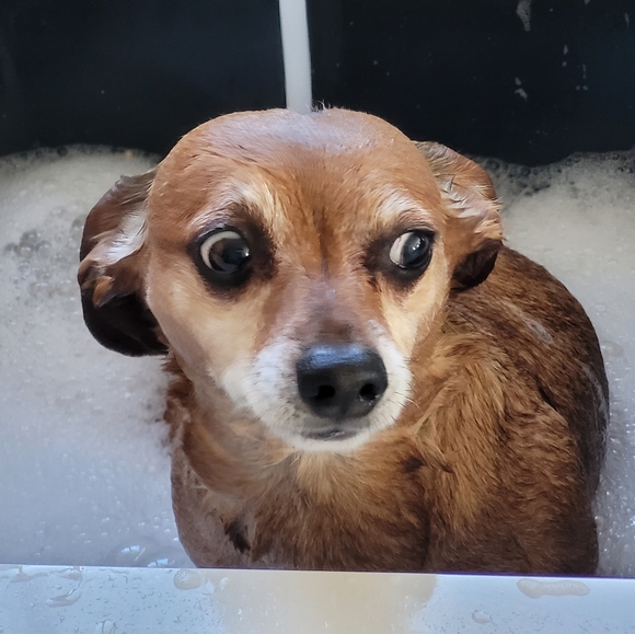 Meet your Posher, Joanna - Picture 1 of 1